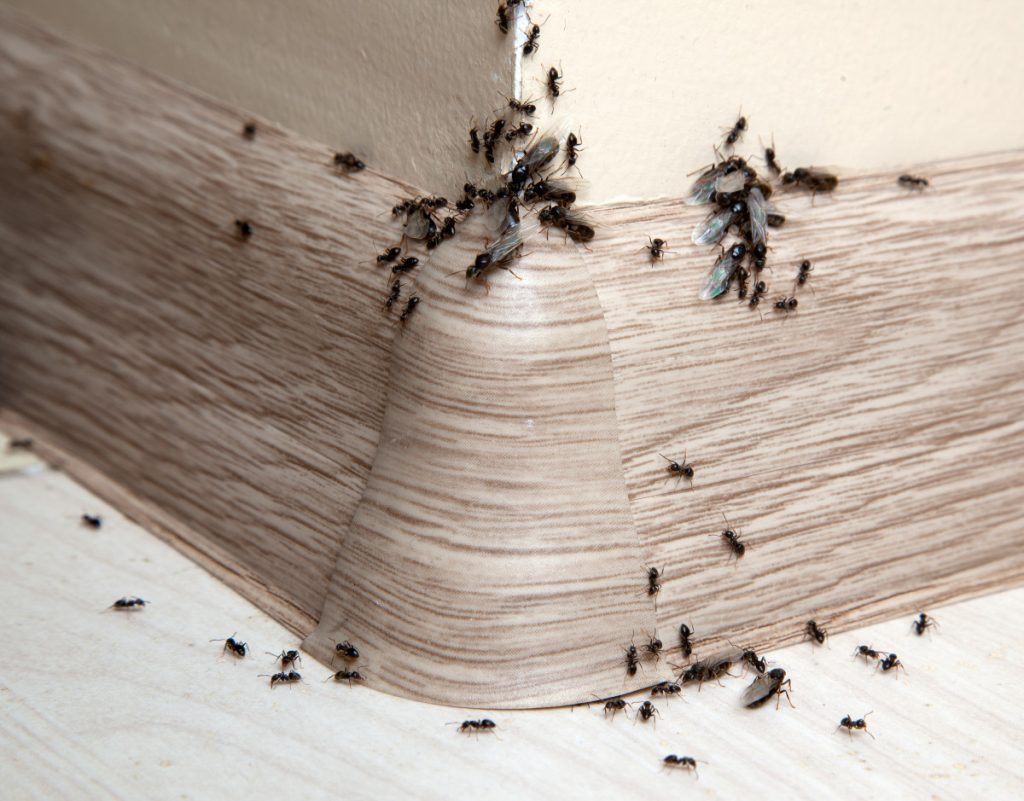 chasser-fourmis-naturellement-de-votre-maison