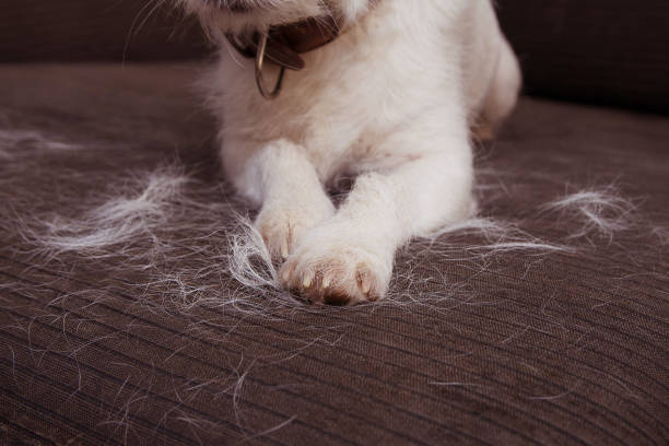 removing-pet-hair-from-sofas